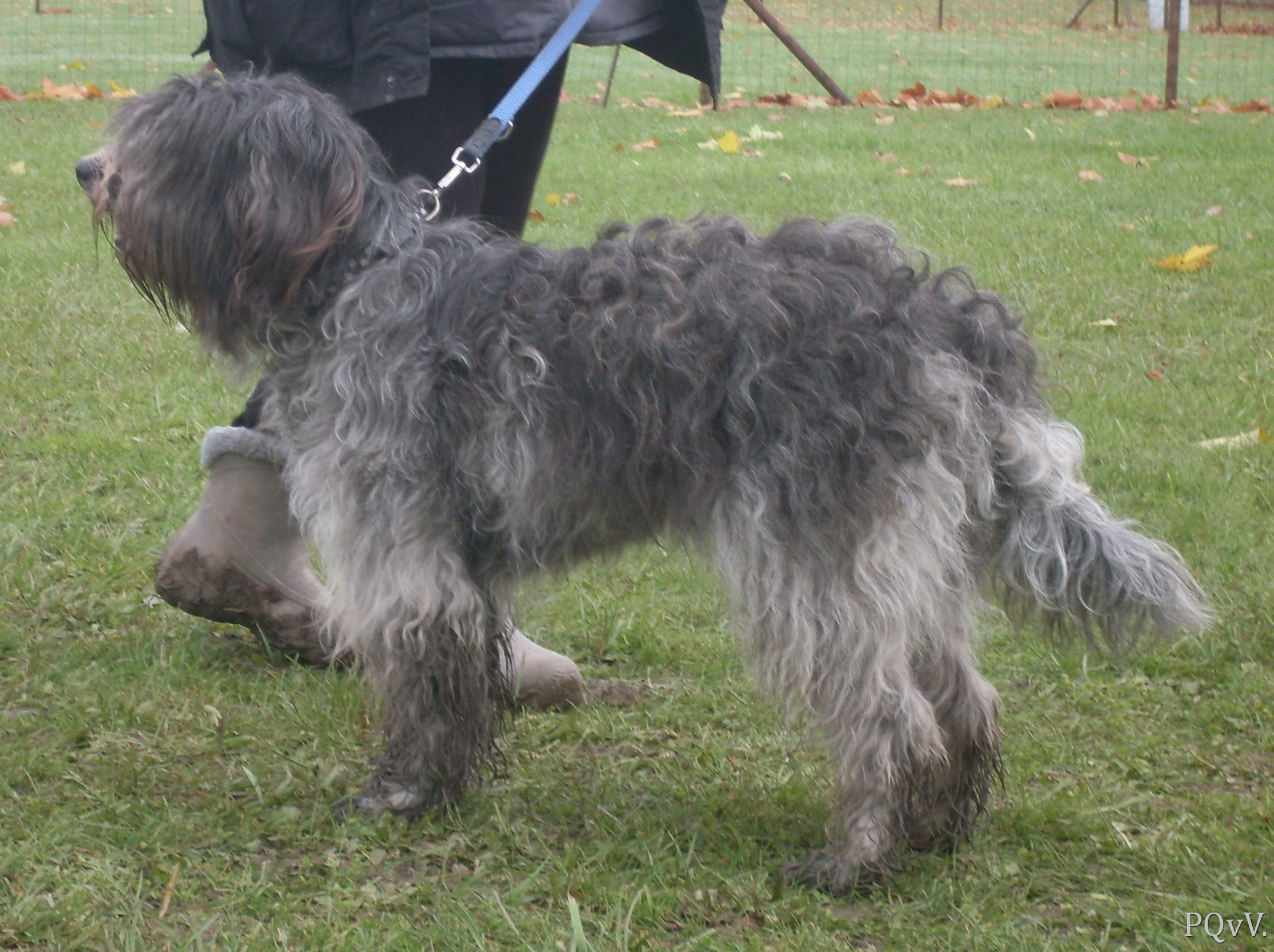  Coccinelledoes du Pré aux Vanneaux